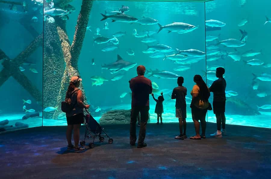 New Orleans: Audubon Aquarium & Insectarium Ticket - Penguins and rare white alligators: the crowd-pleasers that anchor your visit