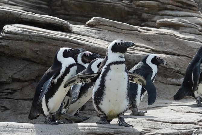 New York Aquarium Admission - New York Aquarium admission in Coney Island: flexible, not rushed