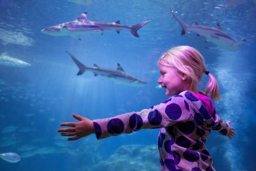 Oberhausen: LEGOLAND Discovery Centre and SEA LIFE Ticket - Aquarium Zones From the River Rhine to the Amazon