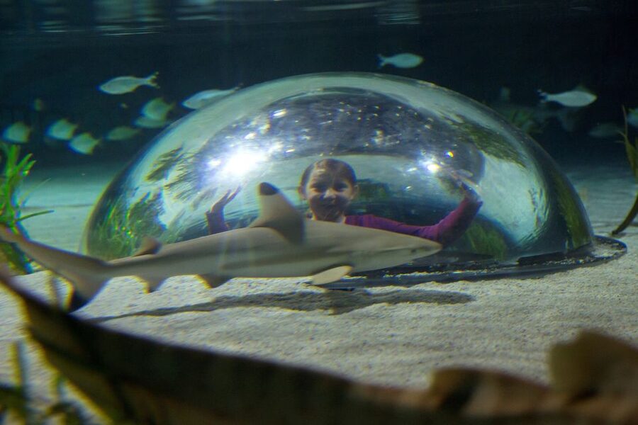 Oberhausen: SEA LIFE Oberhausen Entry Ticket - Key Things You’ll Love Here