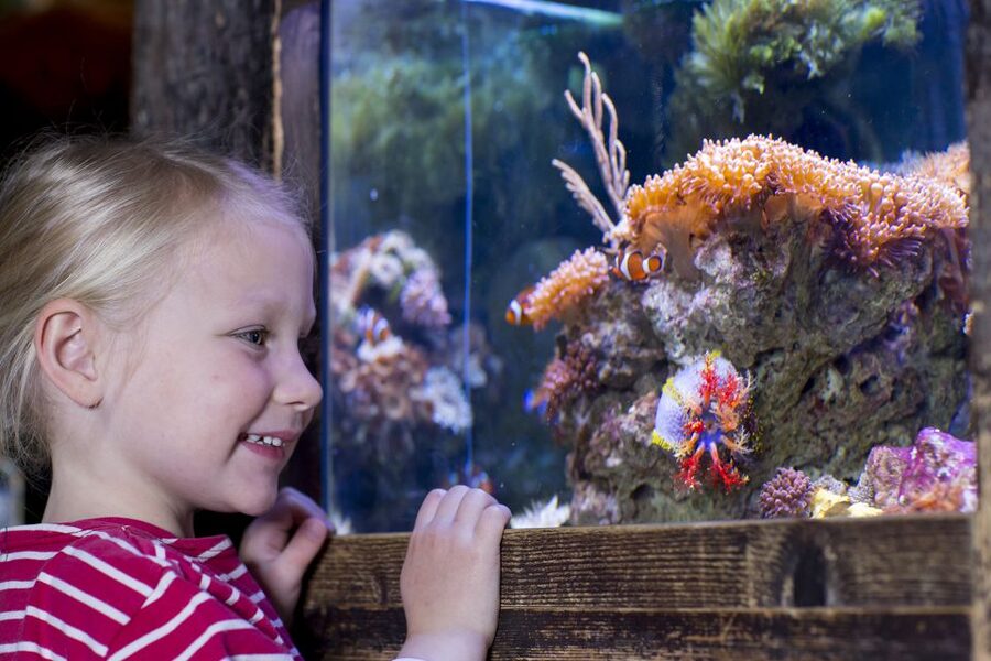 Oberhausen: SEA LIFE Oberhausen Entry Ticket - Getting There From Oberhausen and Parking Tips at CentrO