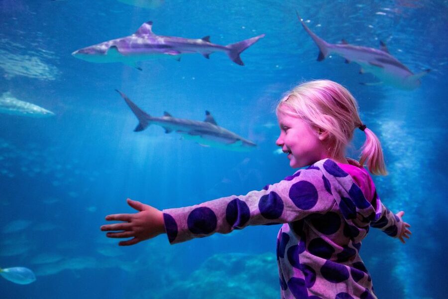 Oberhausen: SEA LIFE Oberhausen Entry Ticket - Planning Your Day at SEA LIFE Oberhausen (CentrO, Tickets, Timing)