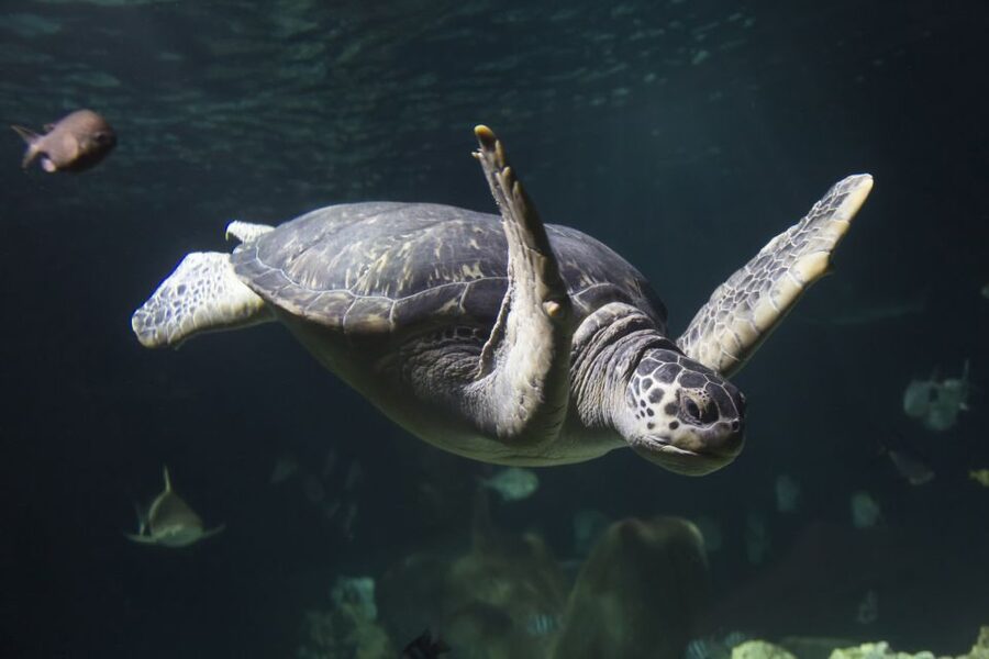Oberhausen: SEA LIFE Oberhausen Entry Ticket - The Tropical Ocean Domes and Reef Panorama