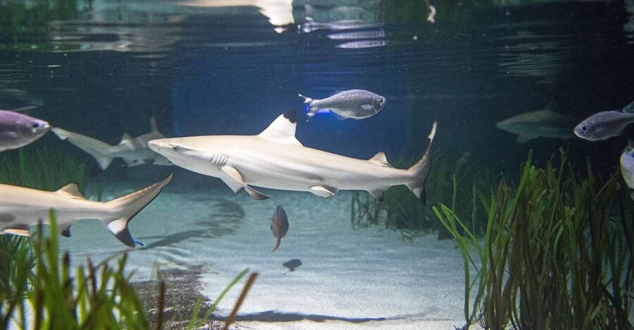 Oberhausen: SEA LIFE Oberhausen Entry Ticket - Daily Feedings: When It Gets Wild (And Why You Should Time It)