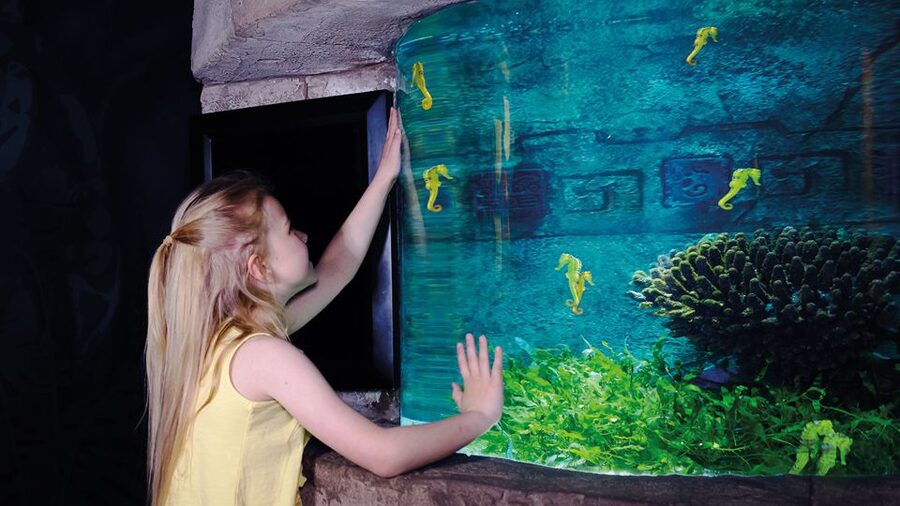 Oberhausen: SEA LIFE Oberhausen Entry Ticket - Otters, Turtles, and the Small Details That Make It Feel Real