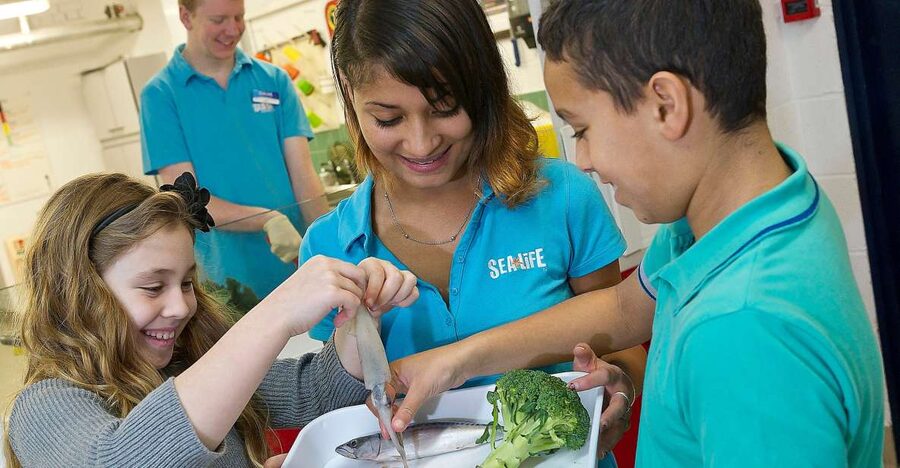 Oberhausen: SEA LIFE Ticket and Behind the Scenes Tour - The Moment Feeding Turns a Visit Into a Real Process
