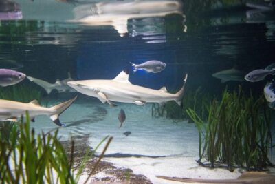 Oberhausen: SEA LIFE Ticket and Behind the Scenes Tour - Germany’s Shark Breeding Tank and the 148 m² Shallow Basin