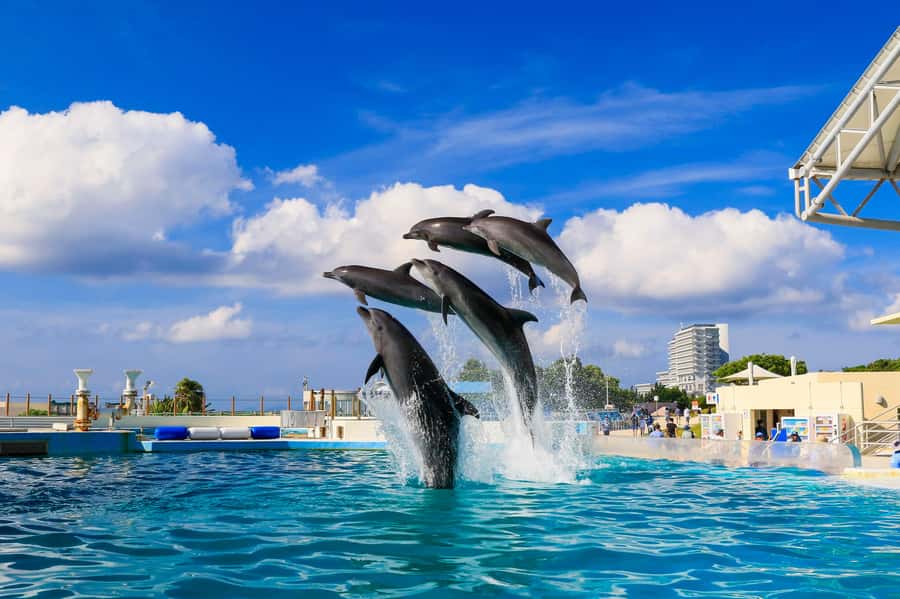 Okinawa: Bus Tour to Churaumi Aquarium with Sightseeing - A one-day Okinawa hit: aquarium, old trees, and American Village vibes