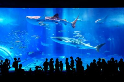 Okinawa: Bus Tour to Churaumi Aquarium with Sightseeing - Getting around by sightseeing bus: pickups, comfort, and pacing