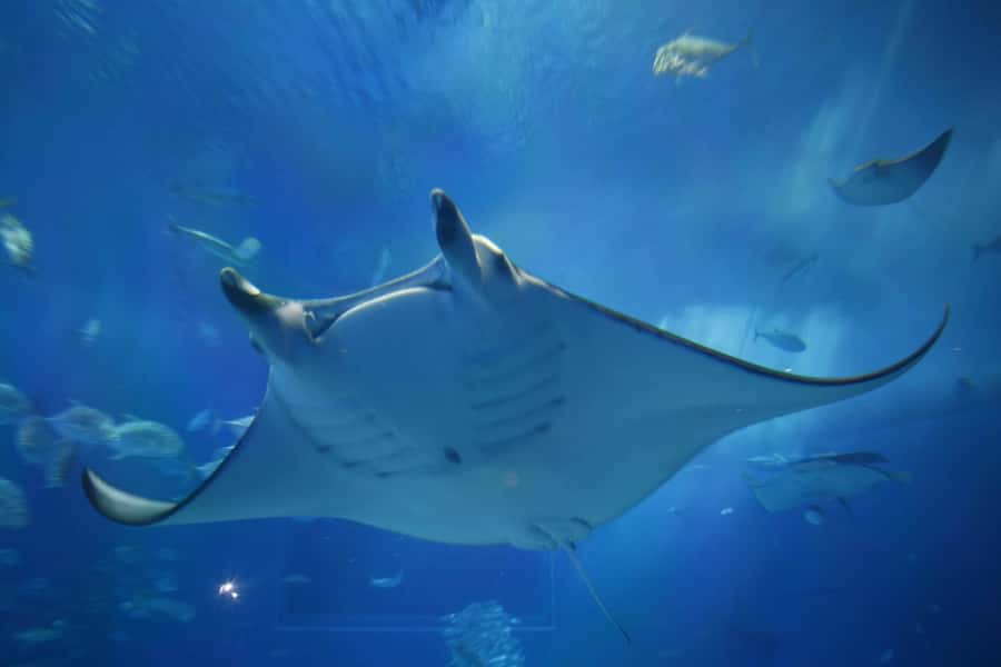 Okinawa: Bus Tour to Churaumi Aquarium with Sightseeing - Value for $61: what you’re really paying for