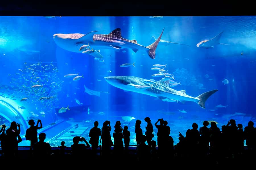 Okinawa: Bus Tour to Churaumi Aquarium with Sightseeing - Getting around by sightseeing bus: pickups, comfort, and pacing