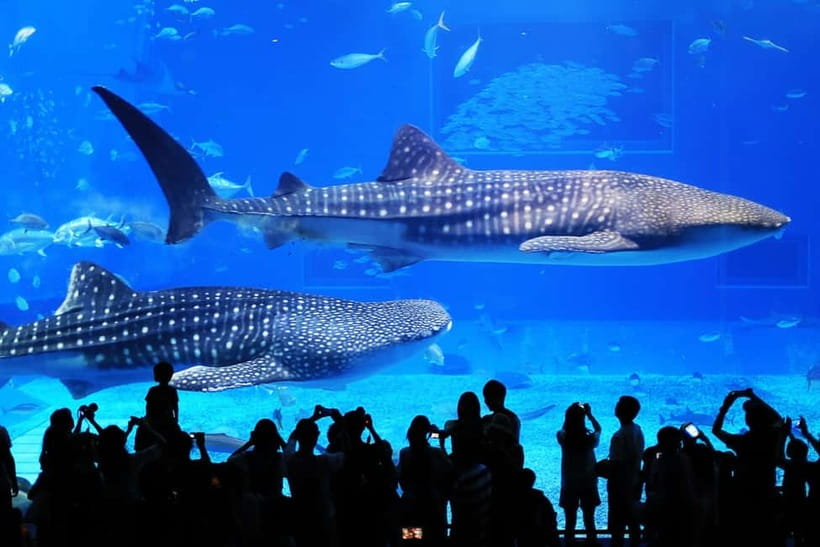 Okinawa: Churaumi Aquarium, Ryukyu Village & Manza Bus Tour - Manza Cape and the Elephant-Shaped Rock Photo