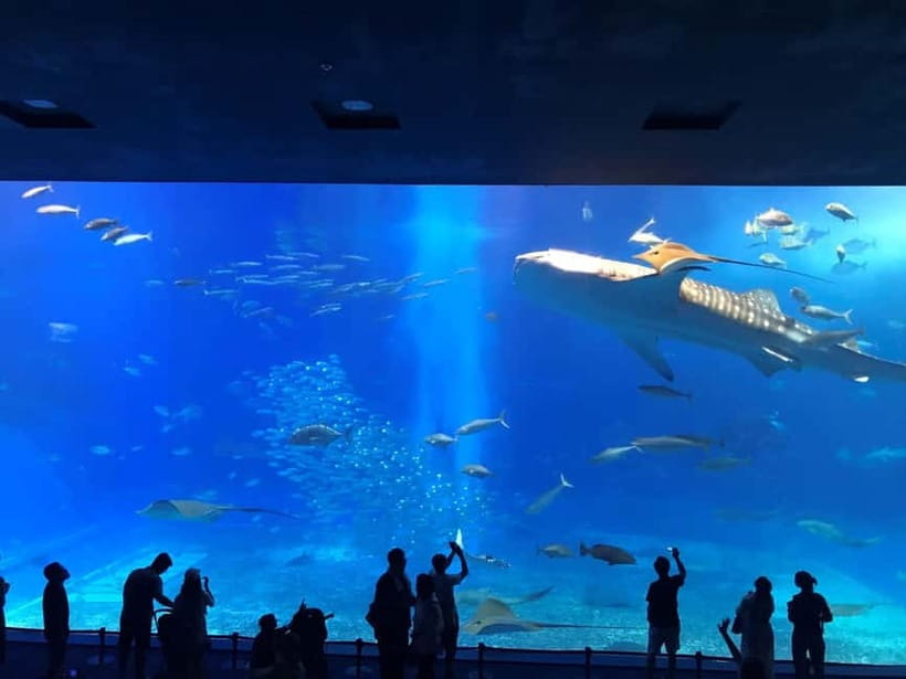 Okinawa: Churaumi Aquarium, Ryukyu Village & Manza Bus Tour - Pickup Points in Naha: Start Where You’re Already Standing