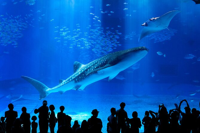 Okinawa HIP-HOP BUS B - 1 Course Tour (Okinawa Churaumi Aquarium) - Key things that make this tour worth your time