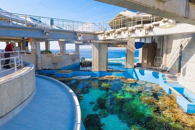 Okinawa HIP-HOP BUS B - 1 Course Tour (Okinawa Churaumi Aquarium) - Bise Fukugi Tree Road: the calm green tunnel break