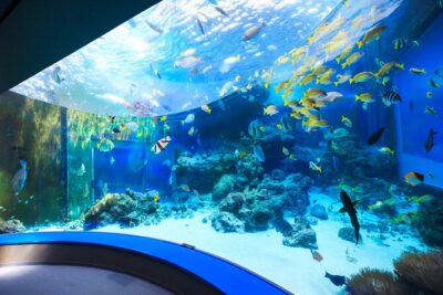 Okinawa HIP-HOP BUS B - 1 Course Tour (Okinawa Churaumi Aquarium) - Churaumi Aquarium + Tropical Dream Center: where the day’s energy goes