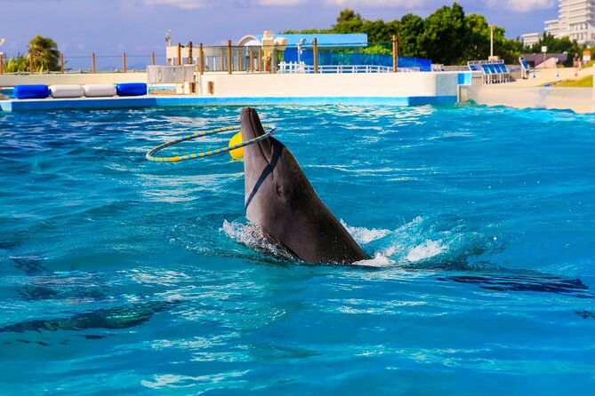 Okinawa HIP-HOP BUS B - 1 Course Tour (Okinawa Churaumi Aquarium) - American Village in Mihama: dining, shopping, and an easy finish