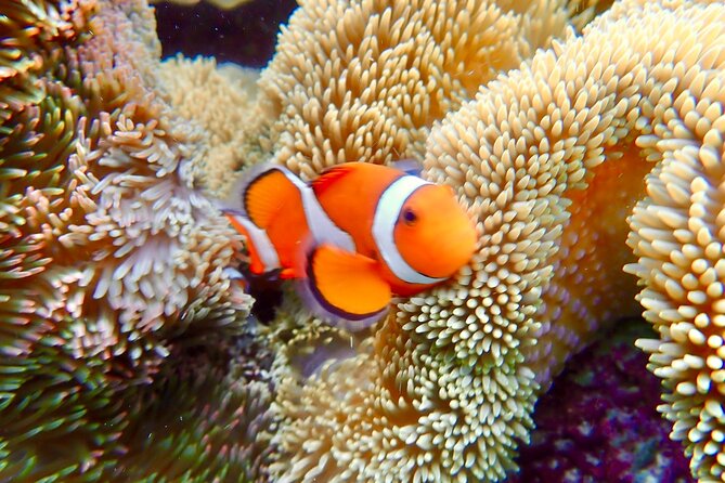 Okinawa Miyako Natural Aquarium! Tropical Snorkeling Tour - What Miyako-jima’s natural aquarium vibe actually means