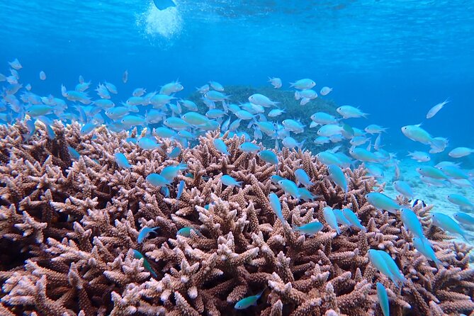 Okinawa Miyako Natural Aquarium! Tropical Snorkeling Tour - The underwater experience: coral, fish, and sea turtles you can actually look at