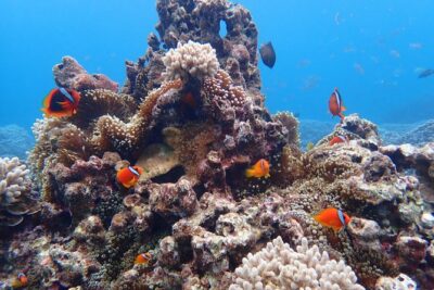 Okinawa Miyako Natural Aquarium! Tropical Snorkeling Tour - Snorkeling time budget: how 1.5 hours plays out