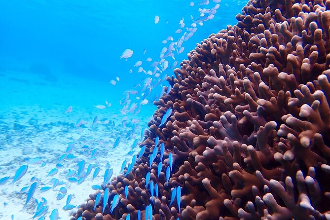 Okinawa Miyako Natural Aquarium! Tropical Snorkeling Tour - The photo data perk: why it’s better than buying an underwater camera