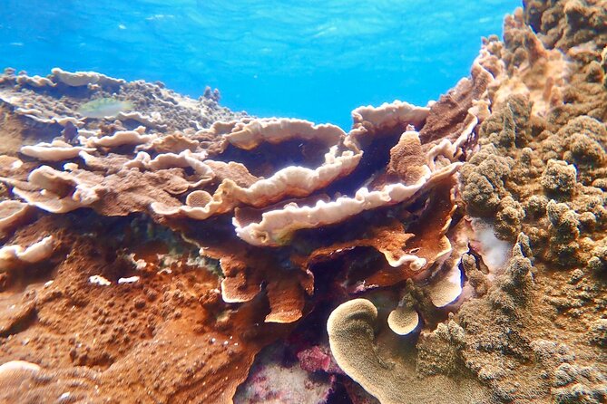Okinawa Miyako Natural Aquarium! Tropical Snorkeling Tour - Guide style in real life: supportive, attentive, and multilingual