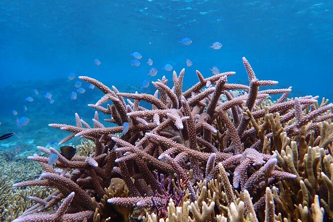 Okinawa Miyako Natural Aquarium! Tropical Snorkeling Tour - Sustainability matters here, not just as a slogan