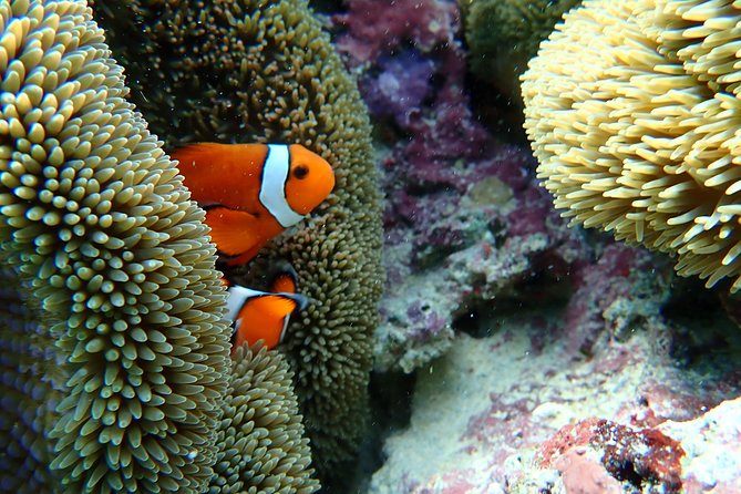 Okinawa Miyako Natural Aquarium! Tropical Snorkeling Tour - Group size: why a cap of 100 can still feel manageable