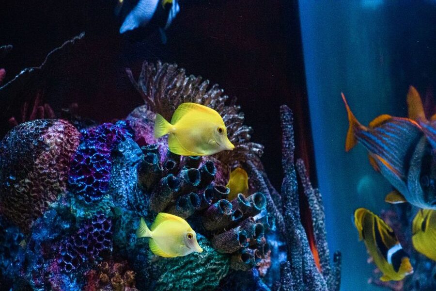 Orlando: SEA LIFE Orlando Aquarium - Key highlights worth planning around