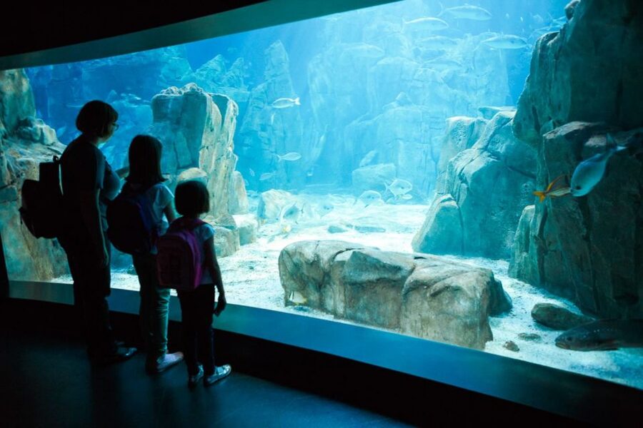 Orlando: SEA LIFE Orlando Aquarium - Florida’s only 360-degree tunnel: the main event