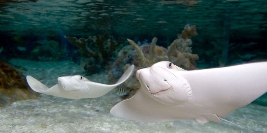Orlando: SEA LIFE Orlando Aquarium - VR shark swim and backstage tour: add-ons, not necessities