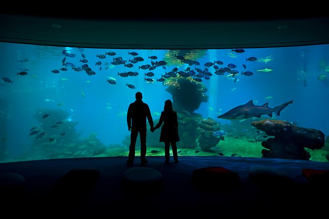 Palma Aquarium with return bus from Port Alcudia - Key things you’ll care about
