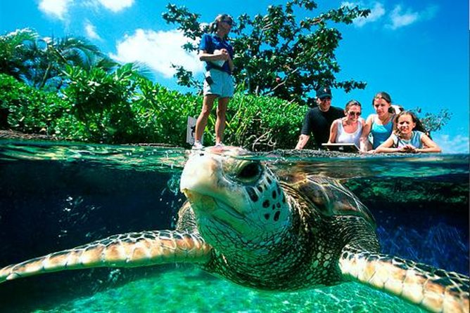 Palma Aquarium with return bus from Port Alcudia - What you’ll see: 700+ species, 55 tanks, and the feeding moments