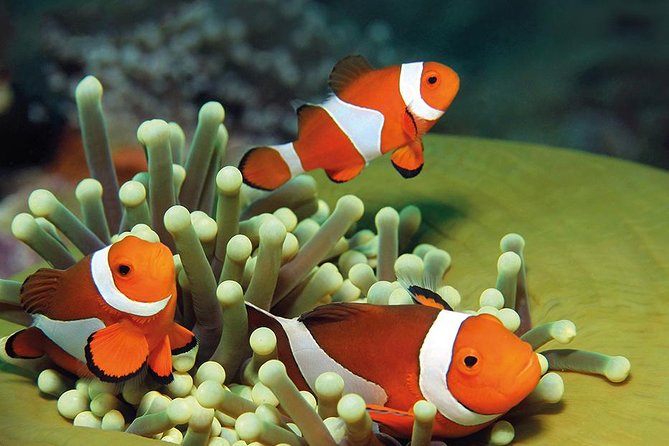 Palma Aquarium with return bus from Port Alcudia - Your timing game: skip-the-line plus a full day loop