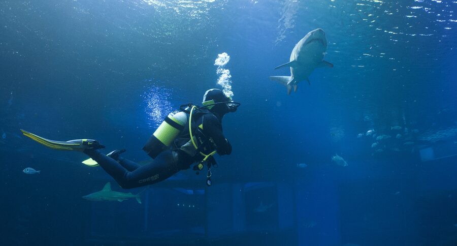 Palma de Mallorca: Shark Dive at Palma Aquarium - Key points worth knowing