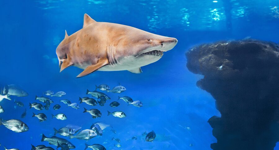 Palma de Mallorca: Shark Dive at Palma Aquarium - Arriving at Palma Aquarium: where the day starts
