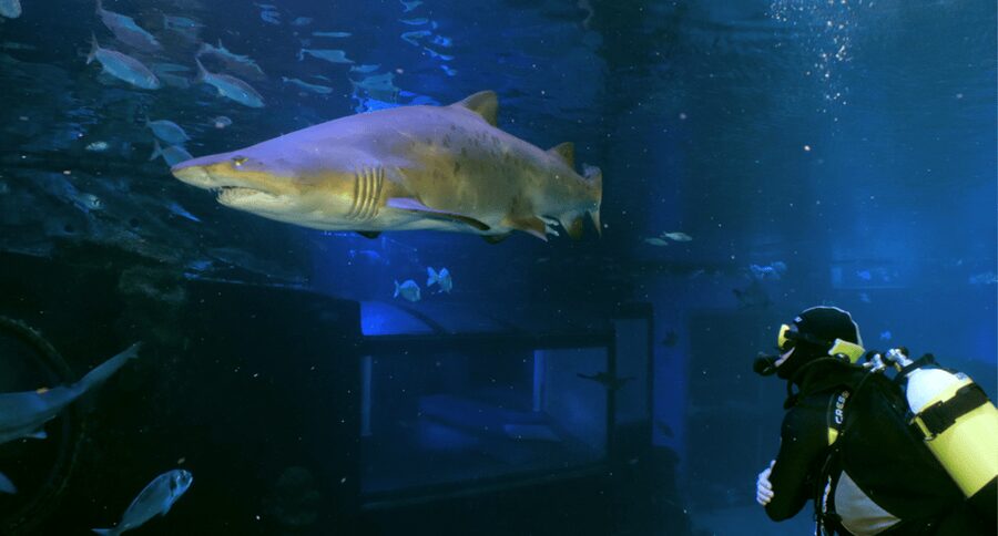 Palma de Mallorca: Shark Dive at Palma Aquarium - Big Blue tank: what you’re really swimming with