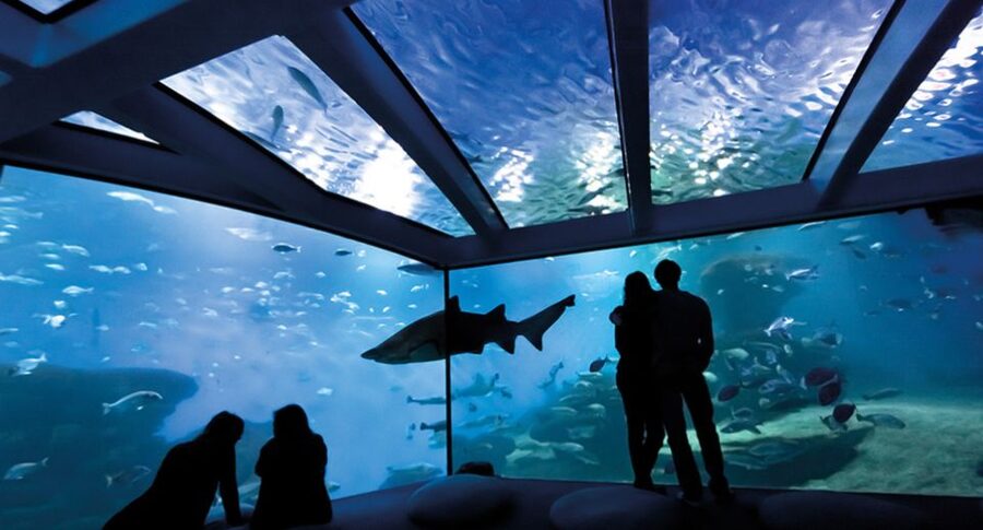 Palma de Mallorca: Shark Dive at Palma Aquarium - Depth rules: what changes with or without a scuba license