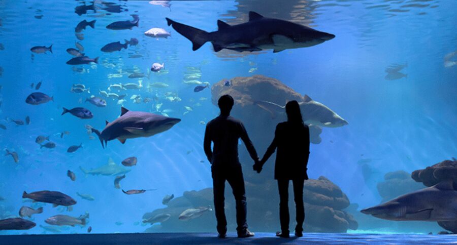 Palma de Mallorca: Shark Dive at Palma Aquarium - Who this shark tank scuba session is best for