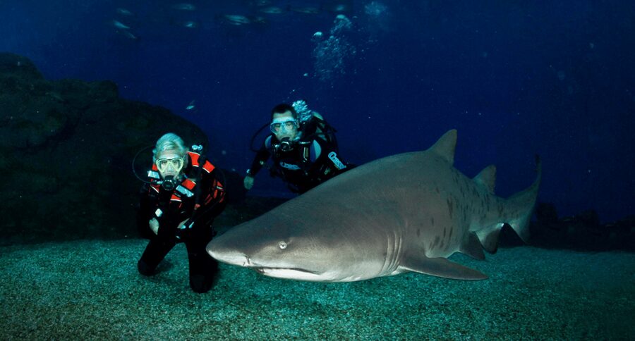 Palma de Mallorca: Shark Dive at Palma Aquarium - The 40-minute safety briefing that sets the tone