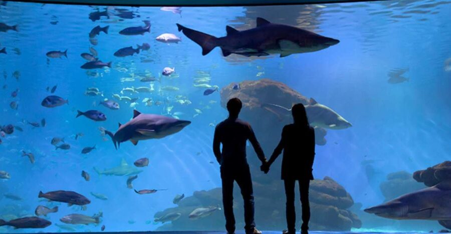 Palma: Palma Aquarium Ticket with Transfer Service - Key things I’d circle before you go