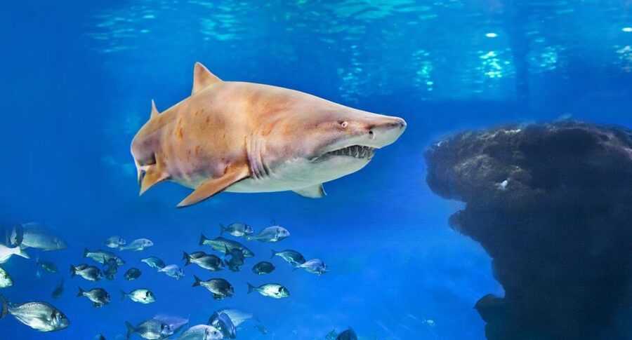 Palma: Palma Aquarium Ticket with Transfer Service - Palma Aquarium with transfer: why this combo works