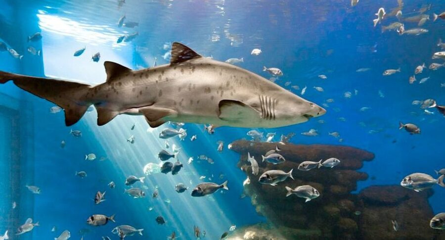 Palma: Palma Aquarium Ticket with Transfer Service - Big Blue: the shark-tank moment you’ll remember