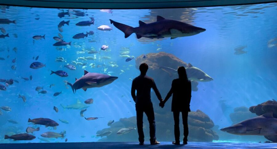 Palma: Palma Aquarium Ticket with Transfer Service - Daily feedings: the schedule that turns viewing into a show