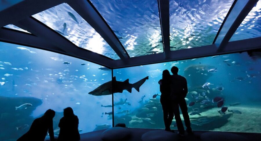 Palma: Palma Aquarium Ticket with Transfer Service - Jellyfish area: the calm break you’re likely to want