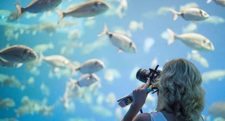 Palma: Palma Aquarium Ticket with Transfer Service - What the timeline feels like in real life (and how to plan it)