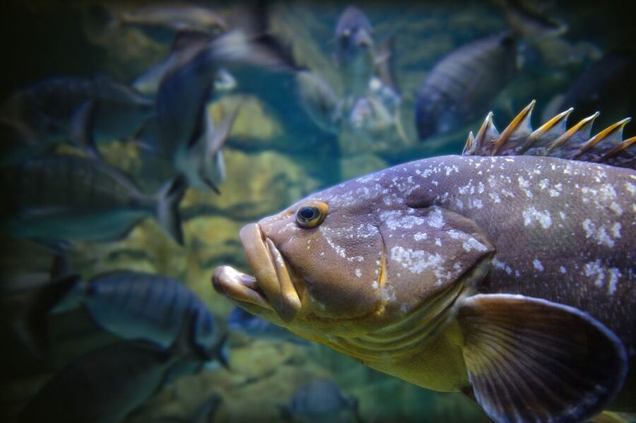 Paris: Aquarium de Paris Entrance Ticket - Who Should Book This Ticket—and Who Might Want Another Plan