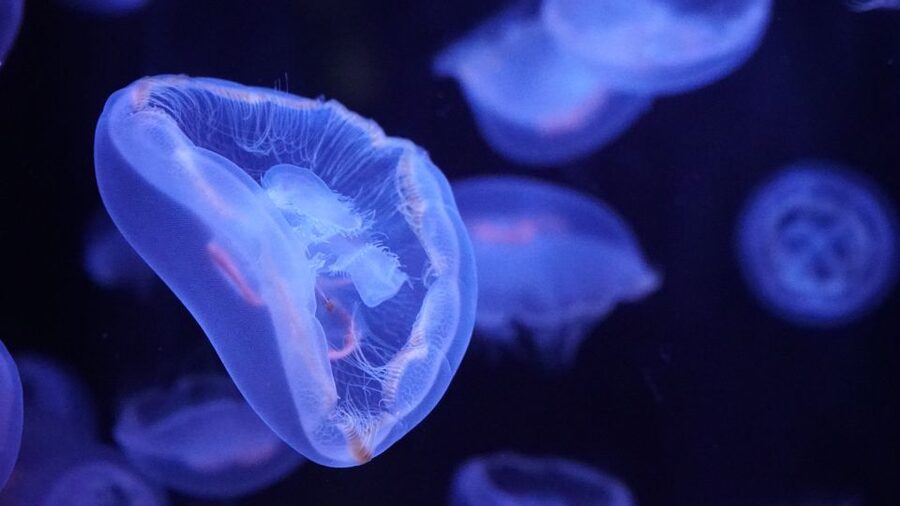 Paris: Aquarium de Paris Entrance Ticket - Species Highlights: Jellyfish, Koi, and Sea Life From Far Away