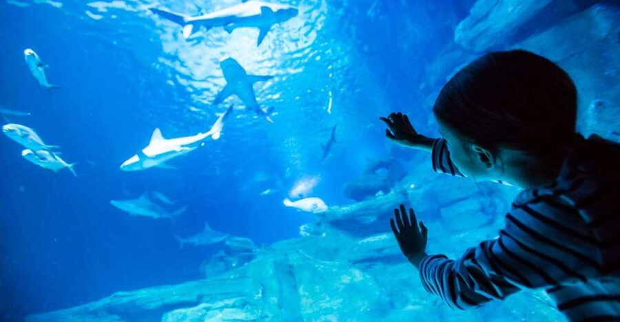 Paris: Aquarium de Paris Entrance Ticket - The Shark-Ray Route: What the Exhibits Feel Like