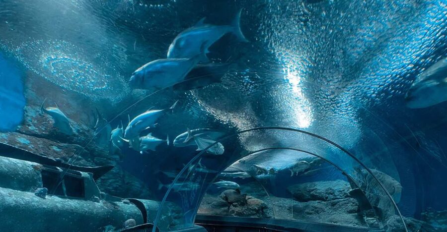 Pattaya: Underwater World Pattaya Aquarium Admission Ticket - Zone-by-zone route: sharks, stingrays, Siam giant fish, and jellyfish